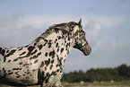 knabstrup horse