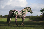knabstrup horse