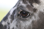 knabstrup horse