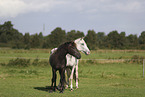 knabstrup horse