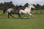 knabstrup horse