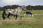 knabstrup horse