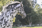 knabstrup horse
