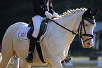 knabstrup horse