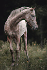 knabstrup hors