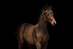 knabstrup hors