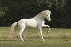 Knabstrupper horse