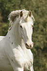 Knabstrupper horse