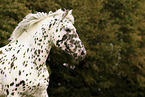 Knabstrupper horse