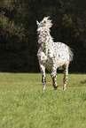 Knabstrupper horse