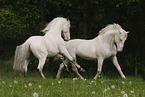 Knabstrupper horse