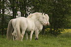 Knabstrupper horse