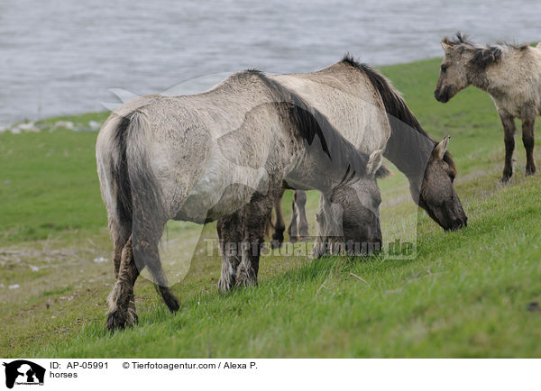 horses / AP-05991