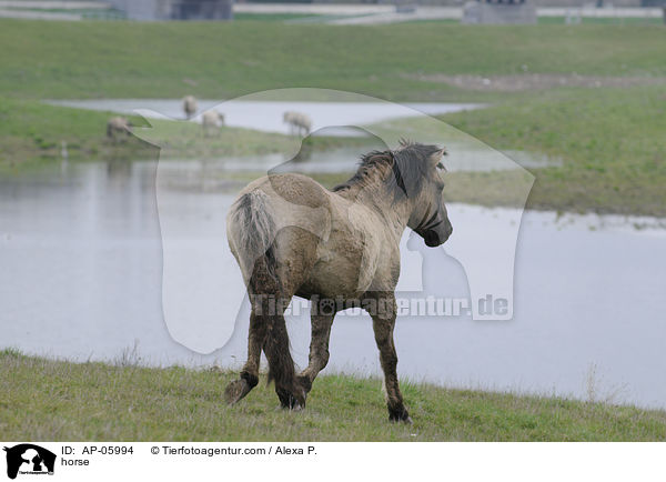 horse / AP-05994