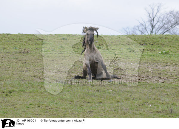 horse / AP-06001