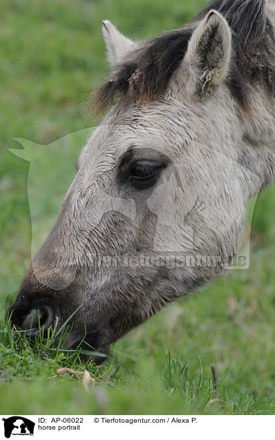 horse portrait / AP-06022