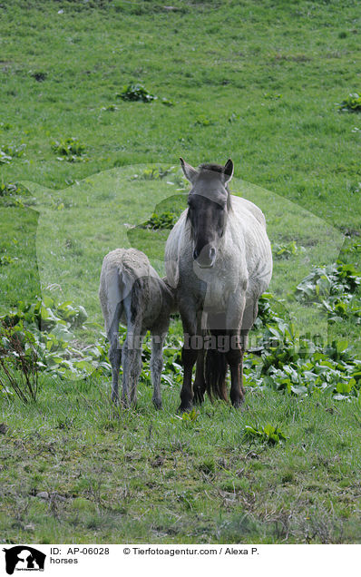 horses / AP-06028
