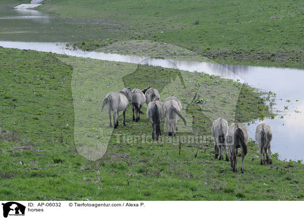 horses / AP-06032