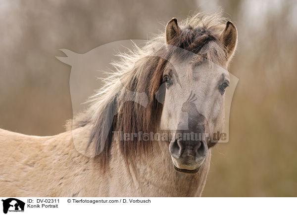 Konik Portrait / DV-02311