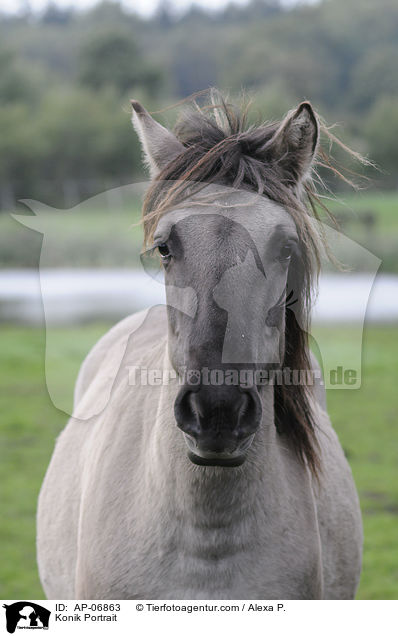 Konik Portrait / AP-06863