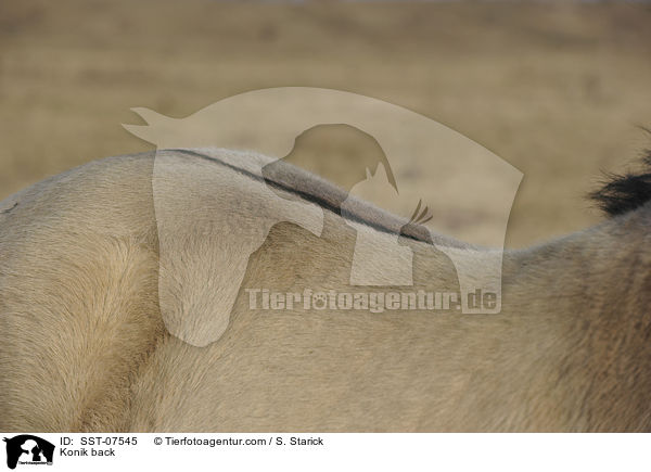 Konik back / SST-07545