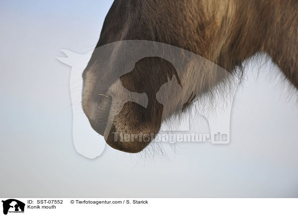 Konik mouth / SST-07552