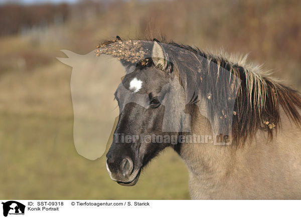 Konik Portrait / Konik Portrait / SST-09318