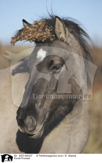 Konik Portrait / Konik Portrait / SST-09327