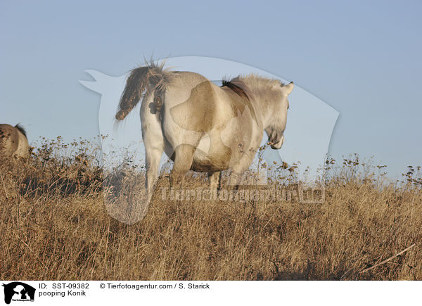 ppelndes Konik / pooping Konik / SST-09382