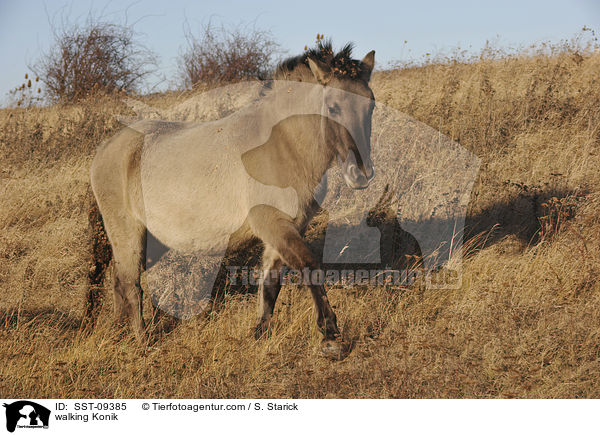 walking Konik / SST-09385