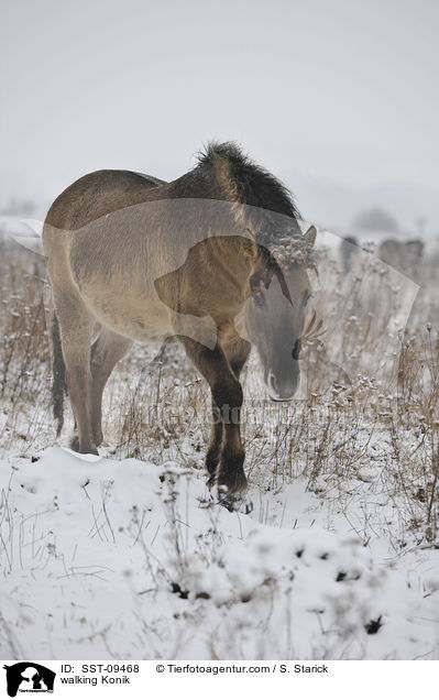 walking Konik / SST-09468