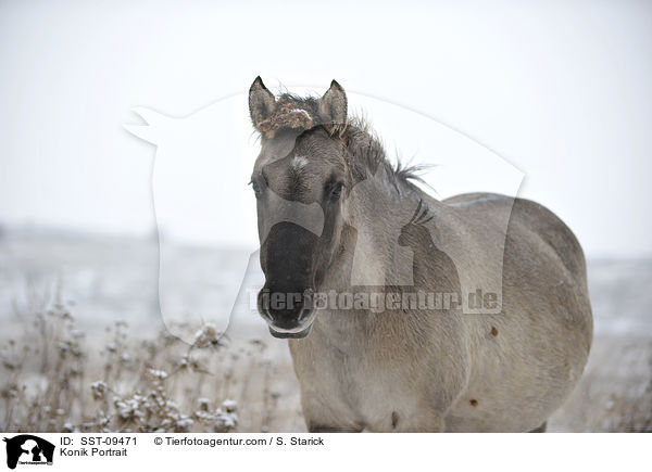 Konik Portrait / SST-09471