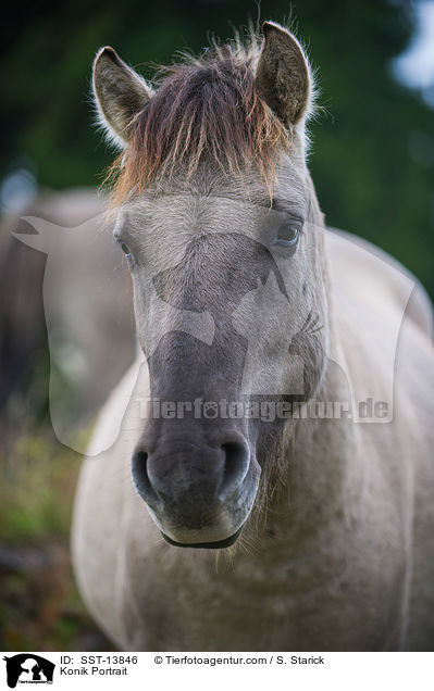 Konik Portrait / SST-13846