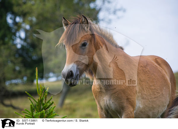 Konik Portrait / SST-13861