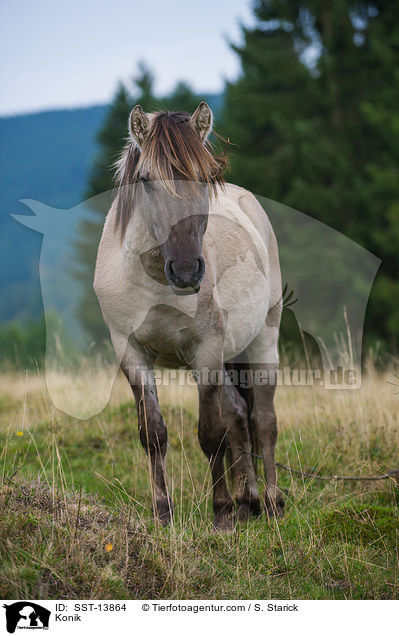 Konik / SST-13864