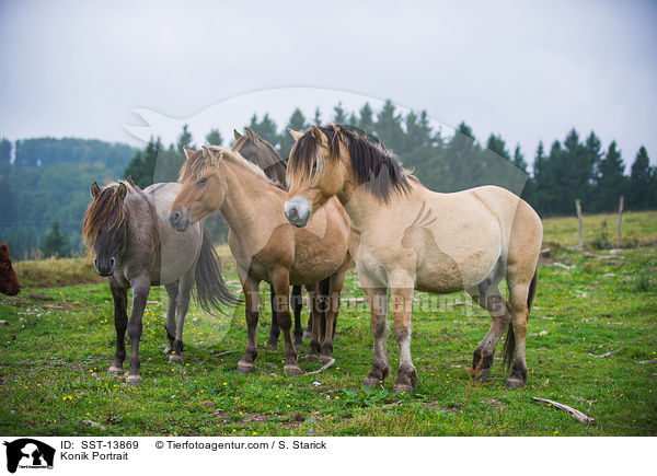 Konik Portrait / SST-13869