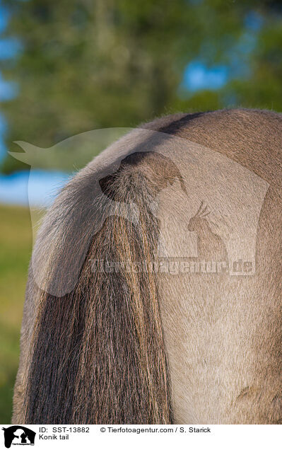 Konik Schweif / Konik tail / SST-13882