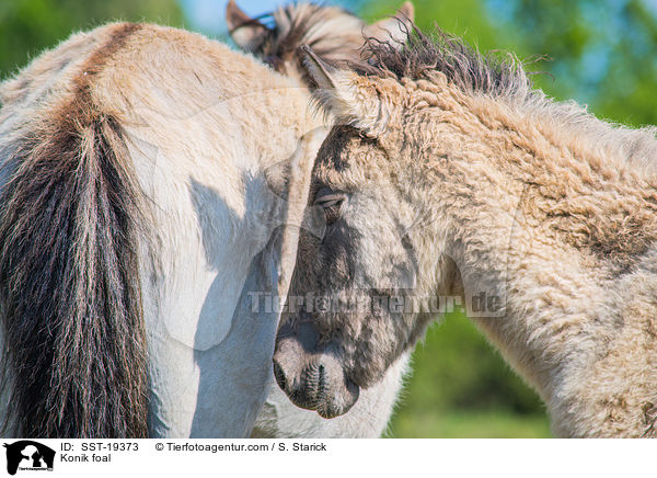 Konik foal / SST-19373