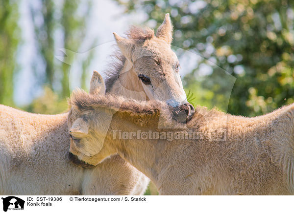 Konik foals / SST-19386