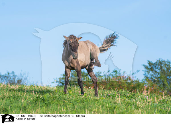 Konik in der Natur / Konik in nature / SST-19602