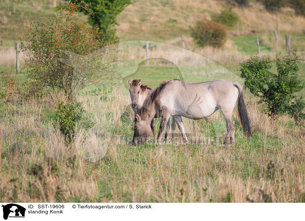 standing Konik / SST-19606