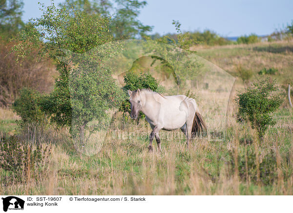 walking Konik / SST-19607