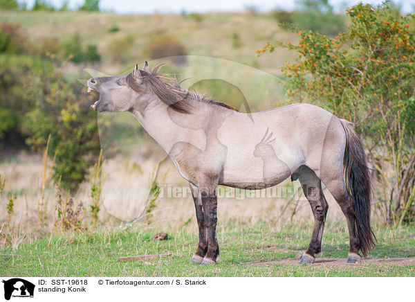 stehendes Konik / standing Konik / SST-19618