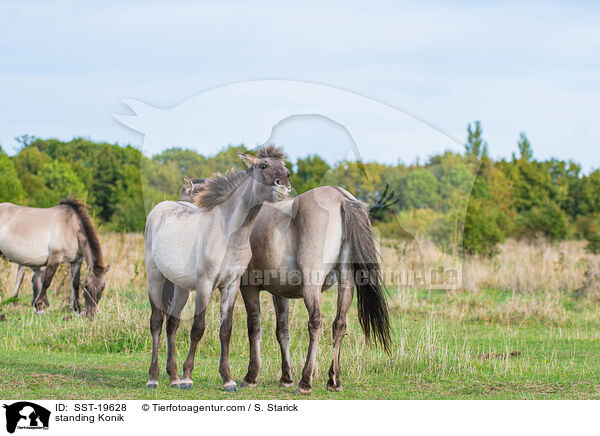 standing Konik / SST-19628