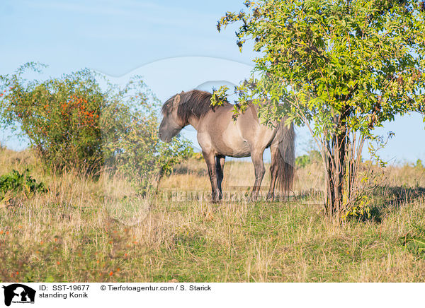 standing Konik / SST-19677
