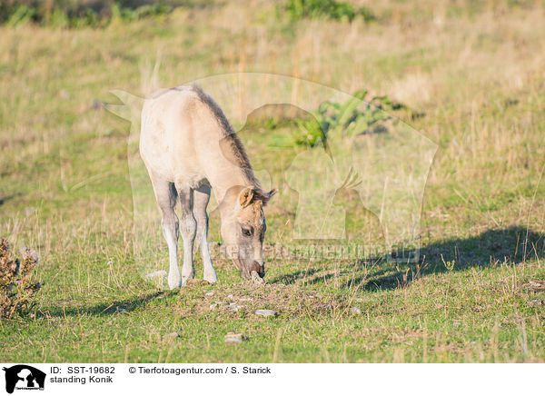 standing Konik / SST-19682