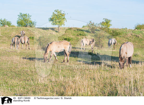 standing Konik / SST-19689
