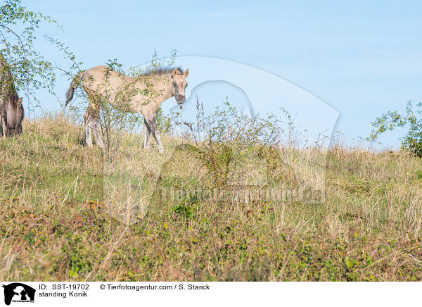 standing Konik / SST-19702