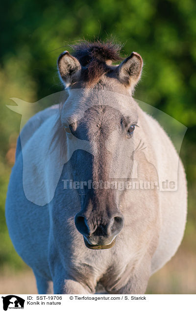Konik in nature / SST-19706