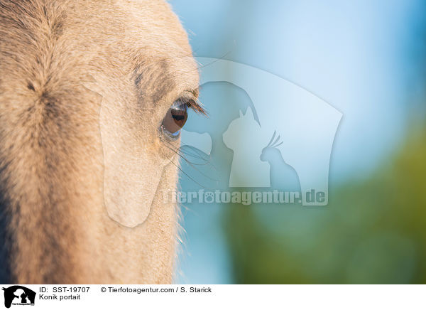 Konik portait / SST-19707